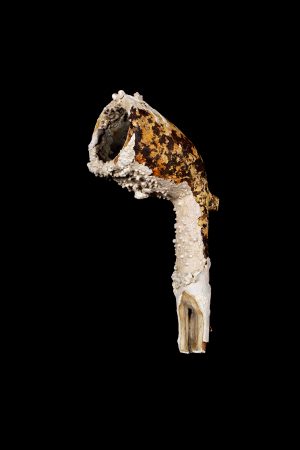 Chris Myhr - Vessels: Between Teeth (Untitled #331)