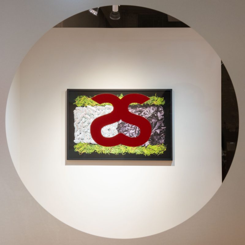 Danny Custodio - Flower Carpets / Tapetes Floridos