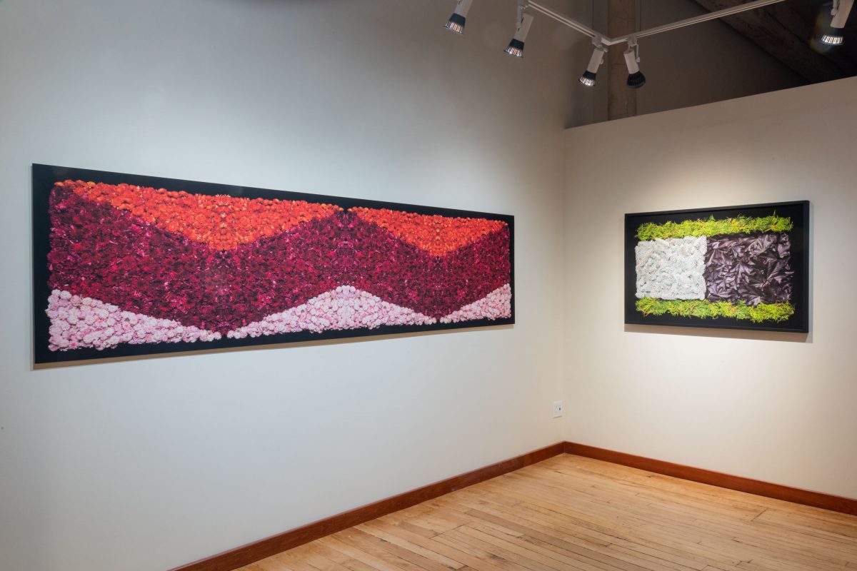 Danny Custodio - Flower Carpets / Tapetes Floridos