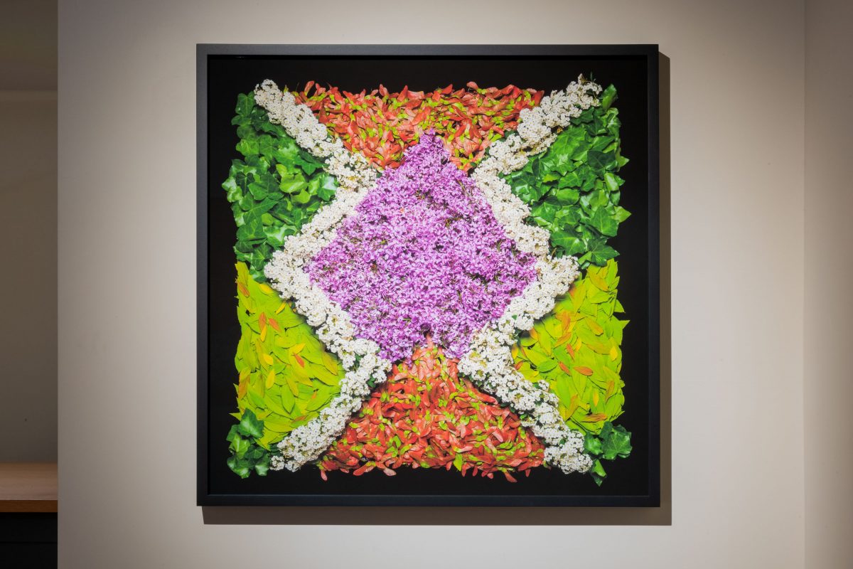 Danny Custodio - Lilac, Maple Keys, Spirea, Goldflame, Spirea, Ivy