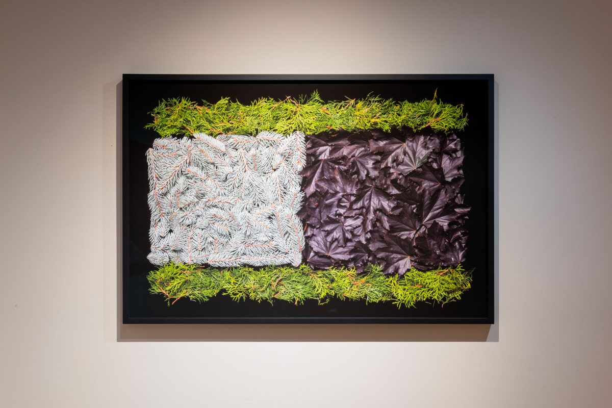 Danny Custodio - Purple Maple, Blue Spruce, Rocket Cedar