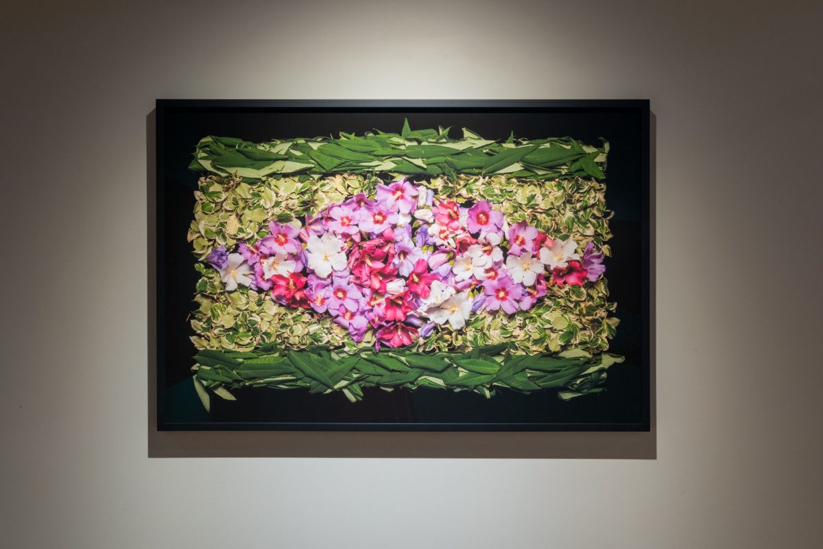 Danny Custodio - Rose of Sharon, Euonymus, Sumac