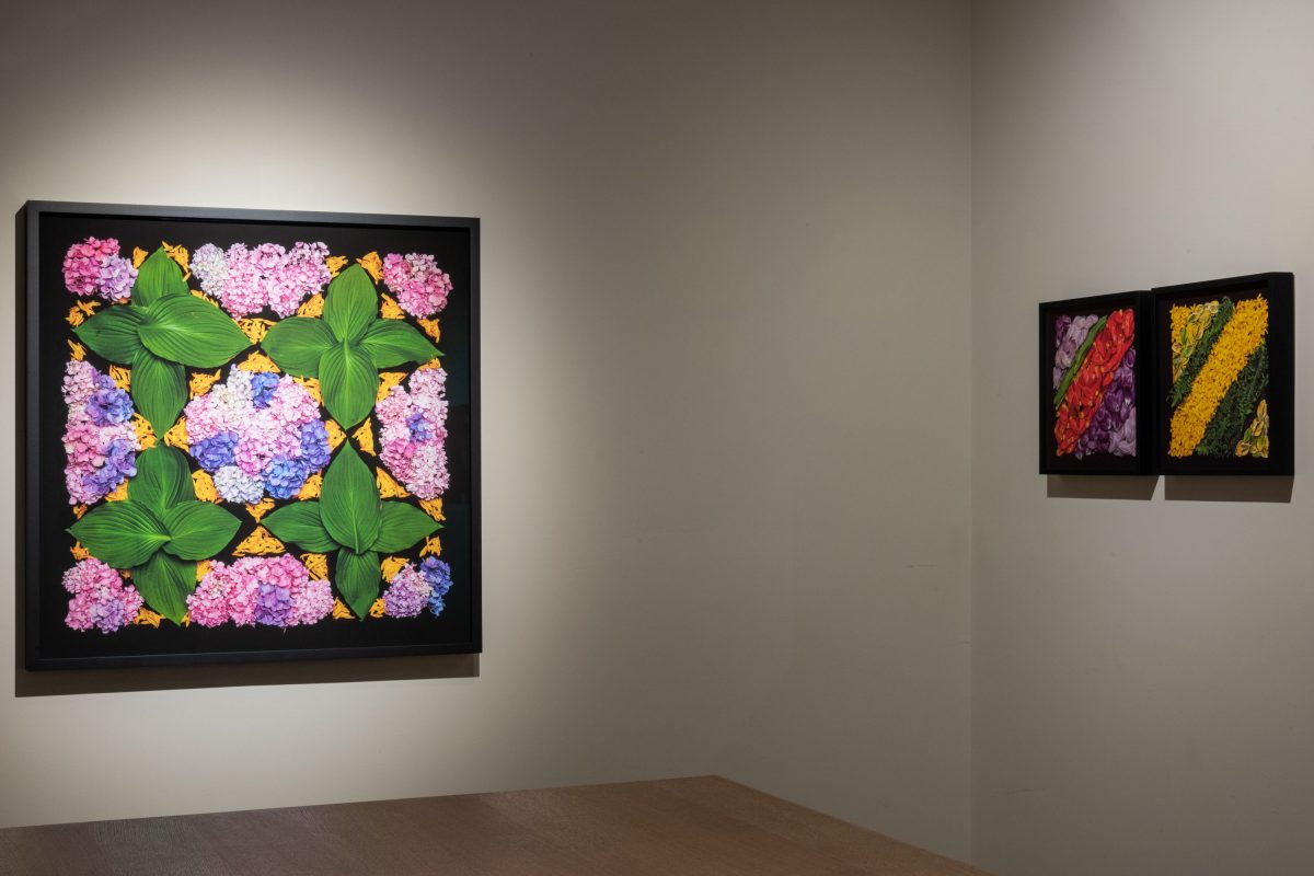 Danny Custodio - Flower Carpets / Tapetes Floridos