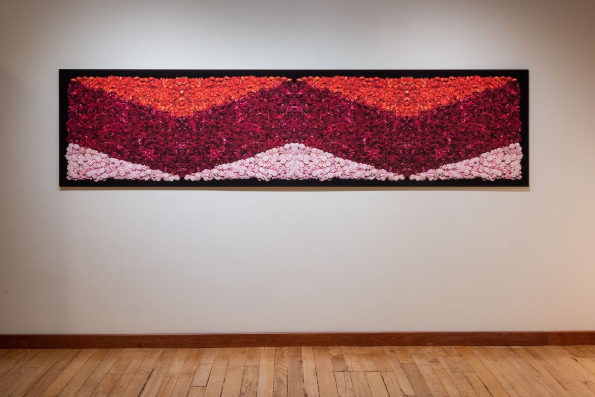 Danny Custodio - Chrysanthemums