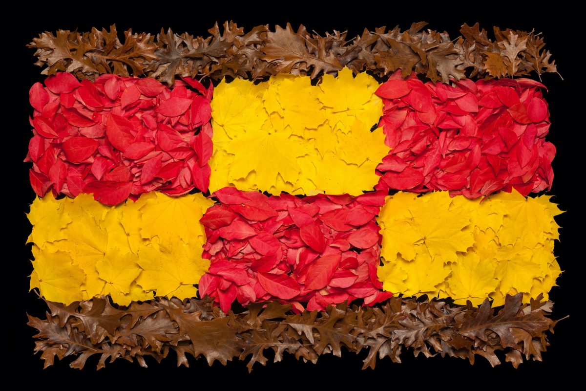 Danny Custodio - Yellow Maple, Euonymus Alatus, Oak