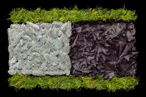 Danny Custodio - Purple Maple, Blue Spruce, Rocket Cedar