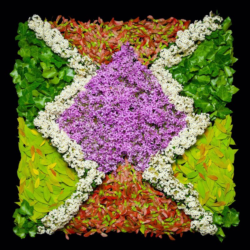 Danny Custodio - Lilac, Maple Keys, Spirea, Goldflame Spirea, Ivy
