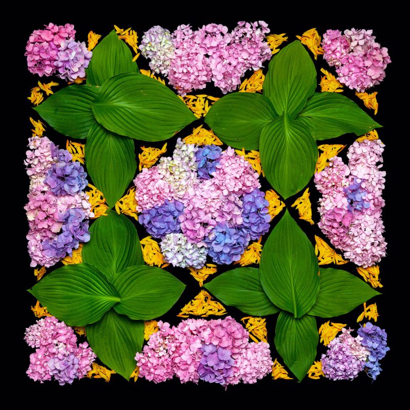 Danny Custodio - Hydrangea, Hosta, Black Eyed Susan