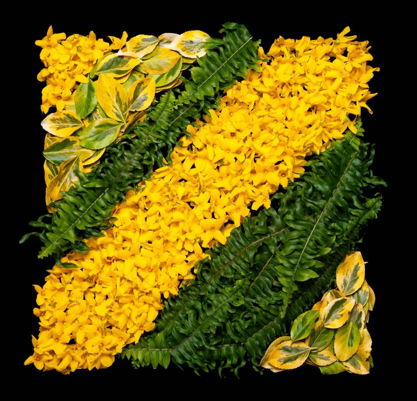 Danny Custodio - Spring