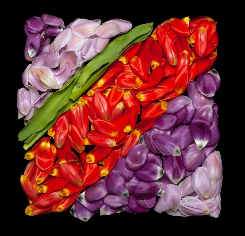 Danny Custodio - Tulips