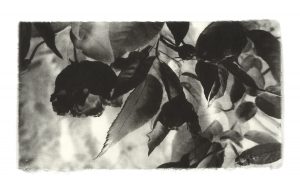 Penelope Stewart - a misplaced belief