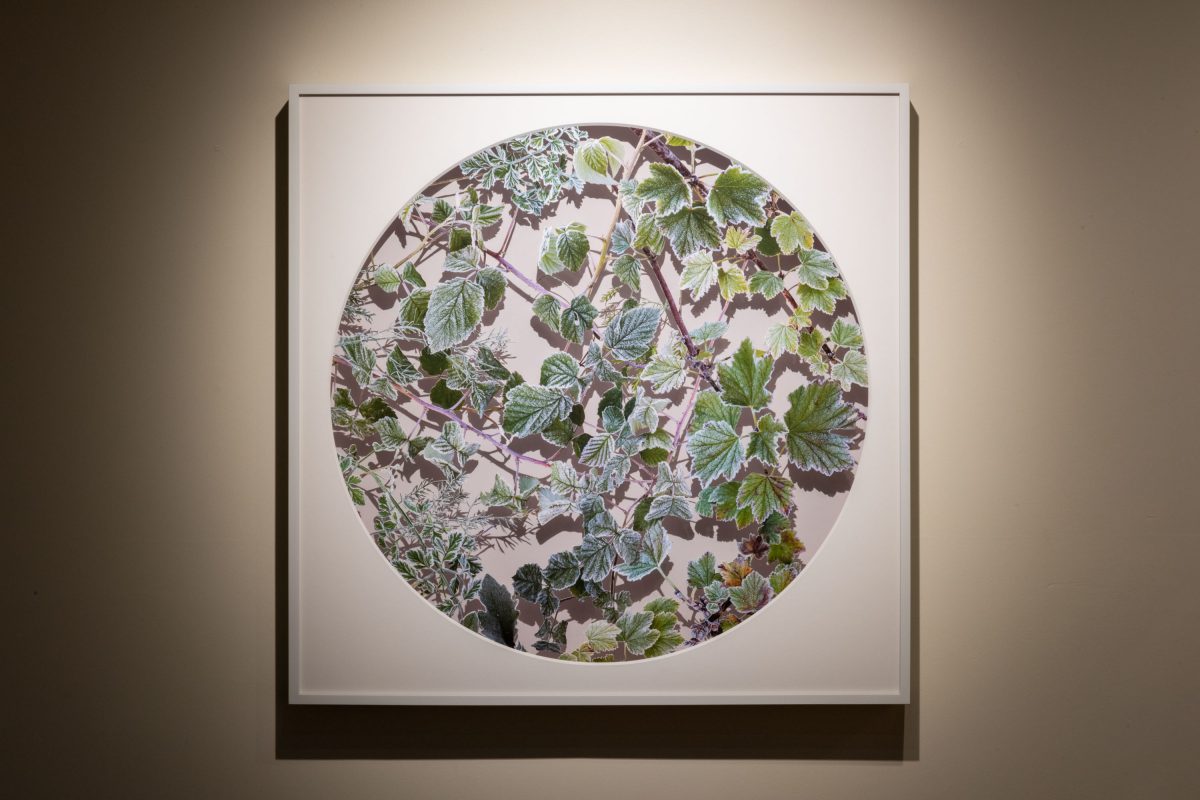 Becky Comber - Smokestack Gallery