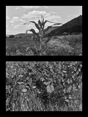 Shelley Niro - Nature's Wild Children, 2022