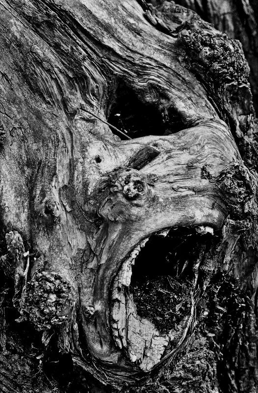 Shelley Niro - Nature's Scream, 2017