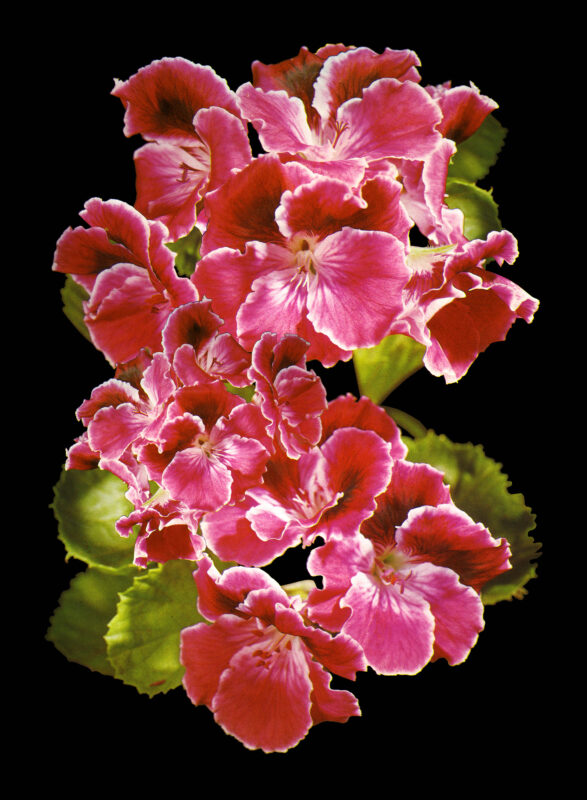 Laura Kay Keeling - Big Pink, 2021