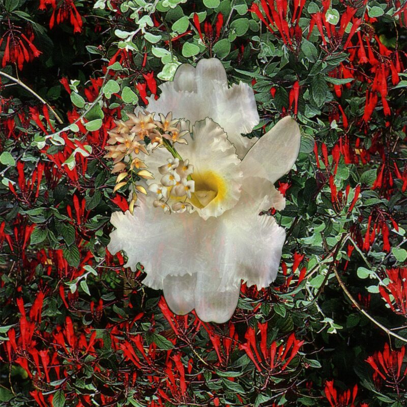 Laura Kay Keeling - Trumpet Trumpet 01, 2021