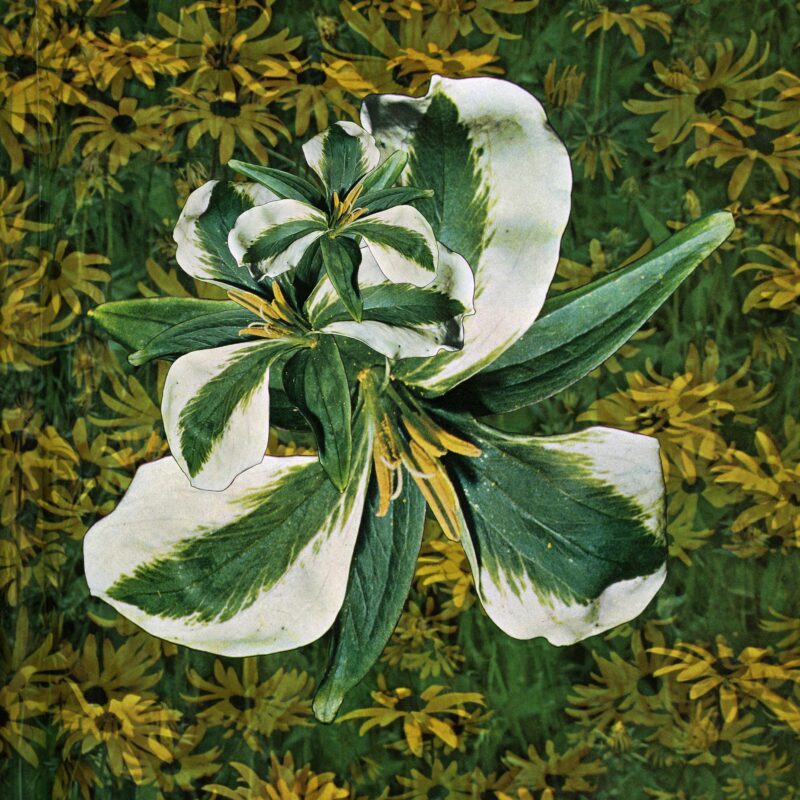 Laura Kay Keeling - Trumpet Trumpet 02, 2021