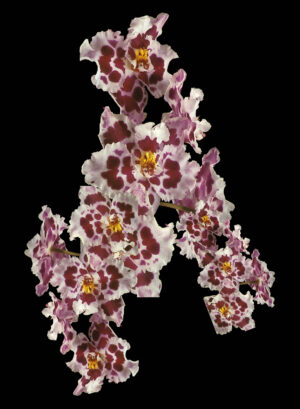 Laura Kay Keeling - Wishbone, 2021