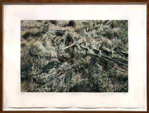 Jonathan Groeneweg - Specimen 4, 2017