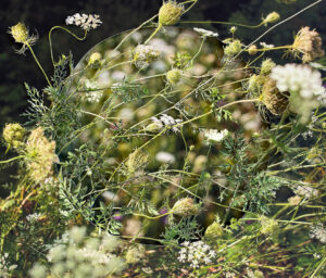 Becky Comber - Cross Quarter Day - Wild Carrot, 2024