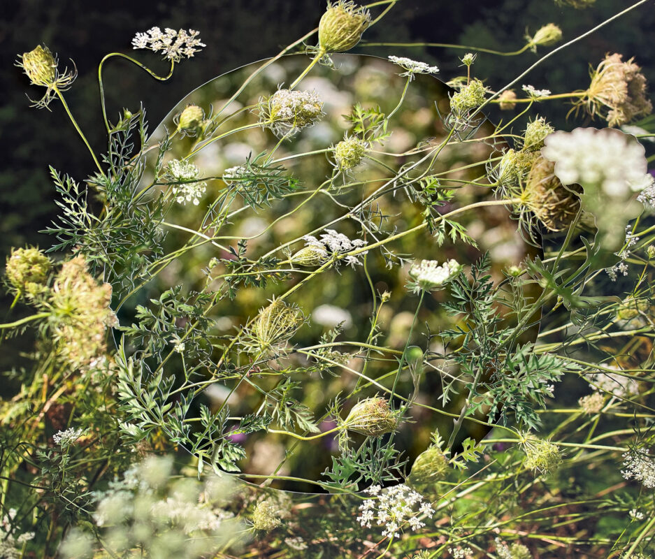 Becky Comber - Cross Quarter Day - Wild Carrot, 2024