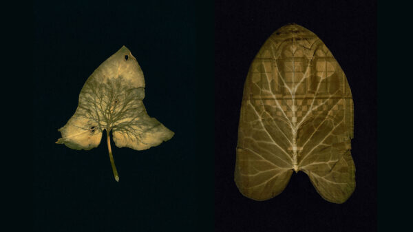 Dianne Bos - Herbarium II Photo(synthesis) Album, 2025