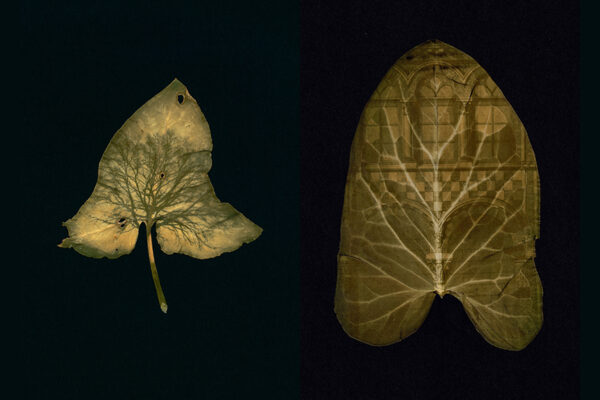 Dianne Bos - Herbarium II Photo(synthesis) Album, 2025