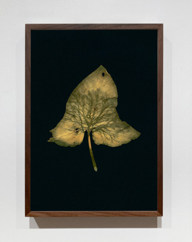 Dianne Bos - Chene sur une feuille, 2024