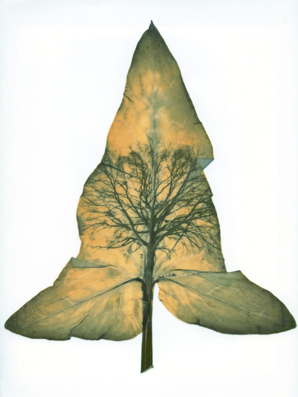 Dianne Bos - Chêne sur une feuille d’Arum, 2024