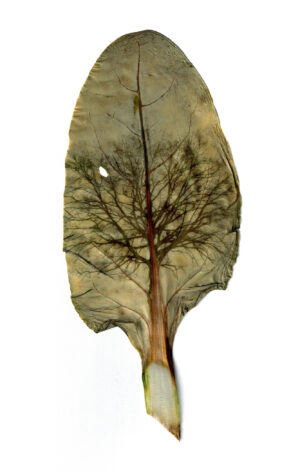 Dianne Bos - Chene sur une feuille de Blette, 2024