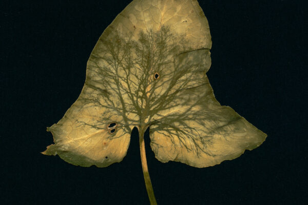 Dianne Bos - Chene sur une feuille, 2024