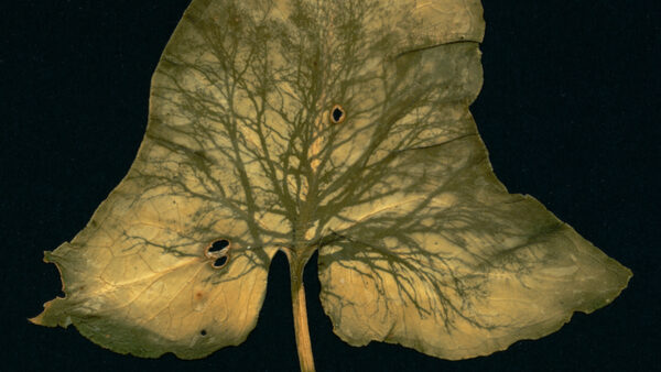 Dianne Bos - Chene sur une feuille, 2024