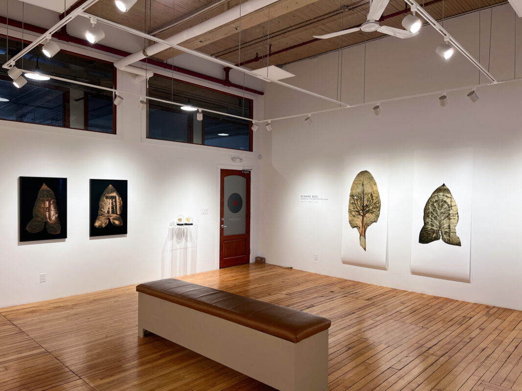 Dianne Bos - Herbarium II: Photo(synthesis) Album, 2025