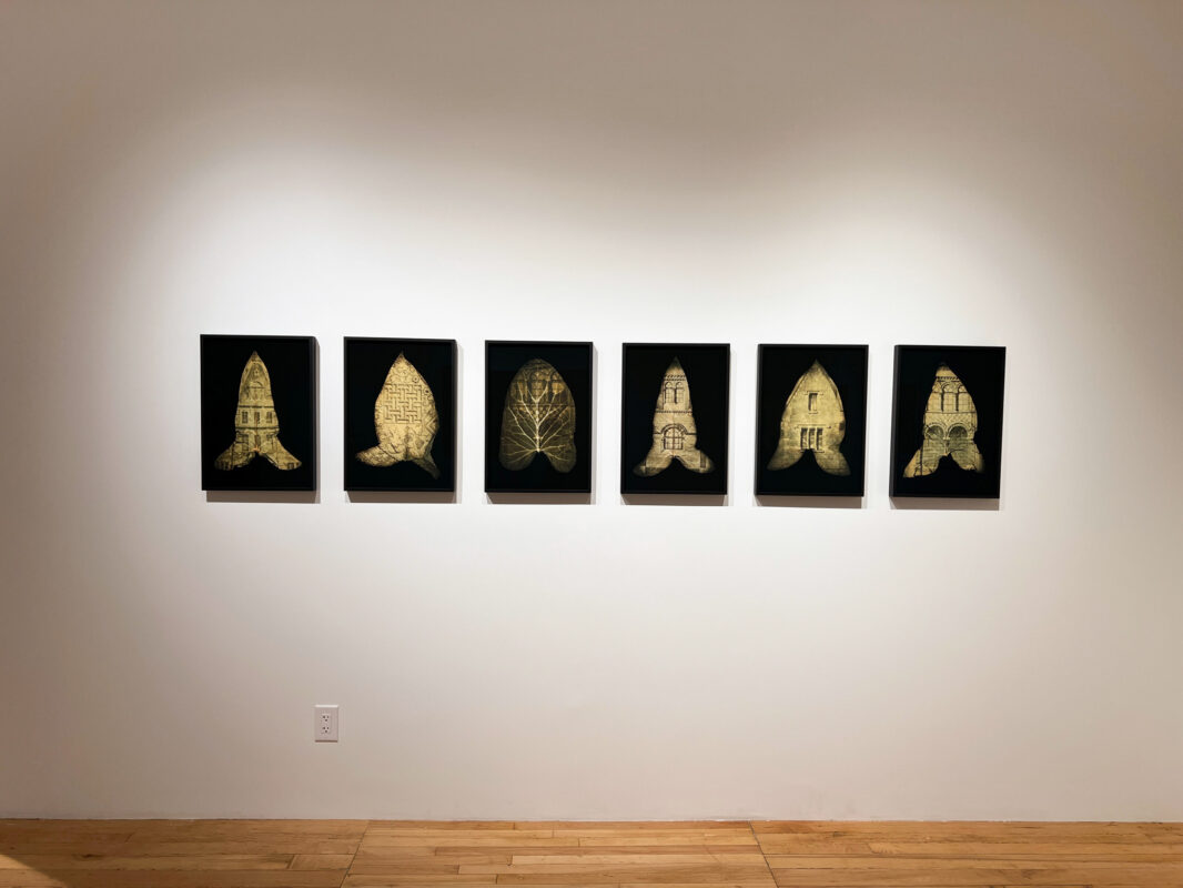 Dianne Bos - Herbarium II: Photo(synthesis) Album, 2025