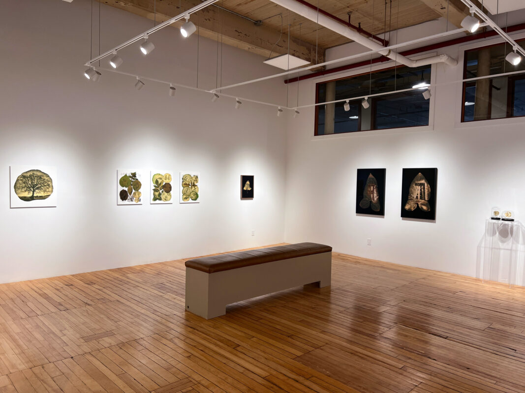 Dianne Bos - Herbarium II: Photo(synthesis) Album, 2025