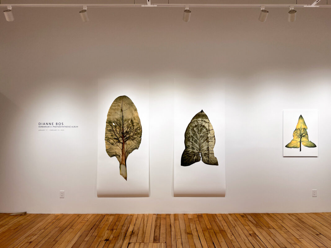 Dianne Bos - Herbarium II: Photo(synthesis) Album, 2025