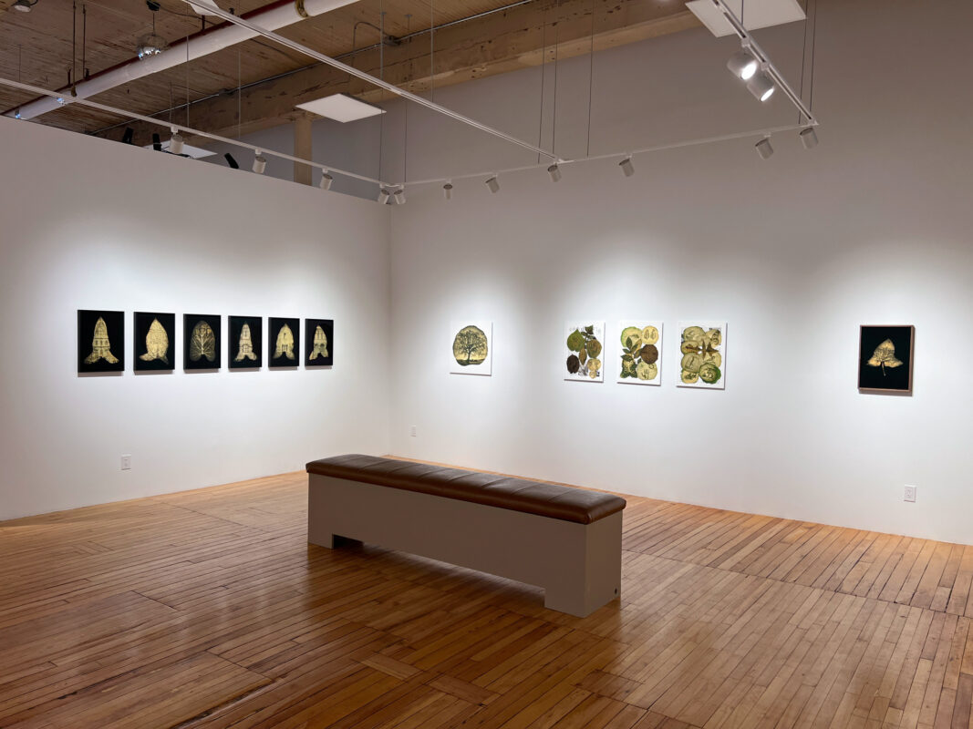 Dianne Bos - Herbarium II: Photo(synthesis) Album, 2025