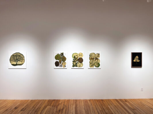 Dianne Bos - Herbarium II: Photo(synthesis) Album, 2025