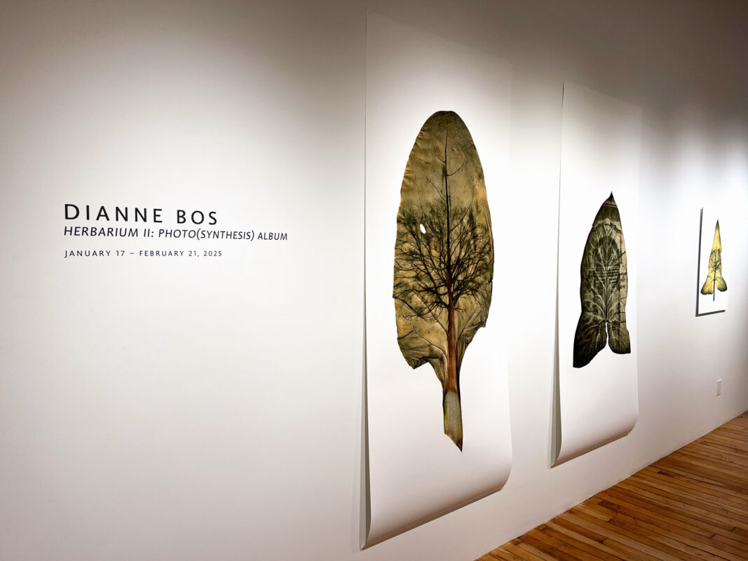Dianne Bos - Herbarium II: Photo(synthesis) Album, 2025