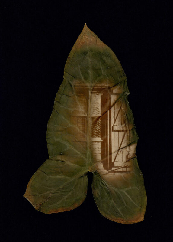 Dianne Bos - Fenetre, impasse de temple, arum, 2024