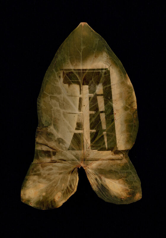 Dianne Bos - Fenetre, rue du four, Arum, 2024