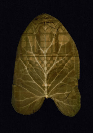 Dianne Bos - Feuilles d'Arum, colonnes de veines, 2024