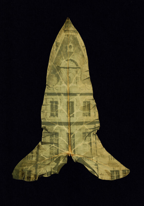 Dianne Bos - Feuilles d'Arum, Mairie, 2024