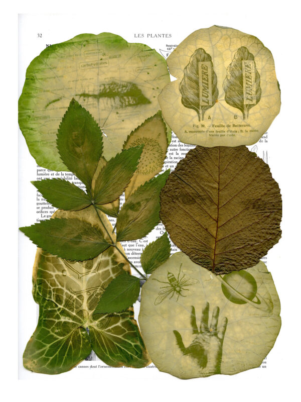 Dianne Bos - Les Plantes Feuilles page 1, 2024