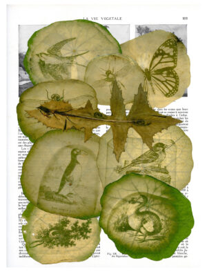 Dianne Bos - Les Plantes Feuilles page 2, 2024