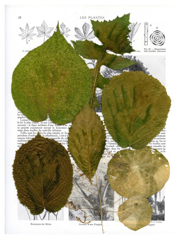 Dianne Bos - Les Plantes Feuilles page 3, 2024