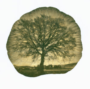 Dianne Bos - Paysage de chenes, Nasturtium, 2024