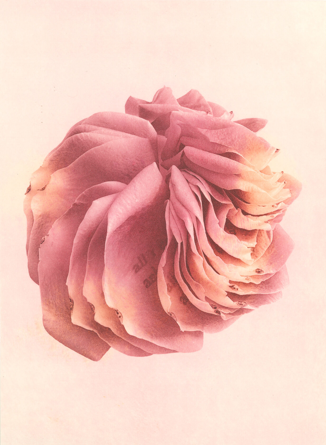 Jenn Law - all i ever asked (C II), 6.75" x 5", photopolymer gravure print of letterpress printed rose petals, variable edition of 5, 2024