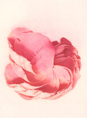 Jenn Law - all i ever asked (C I), 6.75" x 5", photopolymer gravure print of letterpress printed rose petals, variable edition of 5, 2024