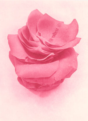 Jenn Law - but what if? (C I), 6.75" x 5", photopolymer gravure print of letterpress printed rose petals, variable edition of 5, 2024